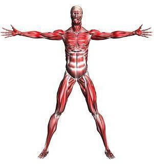 GRUPO EPD229 - MORFOFISIOLOGÍA I - TSE